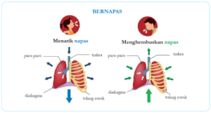 Mengi atau Bunyi Siulan Saat Bernapas