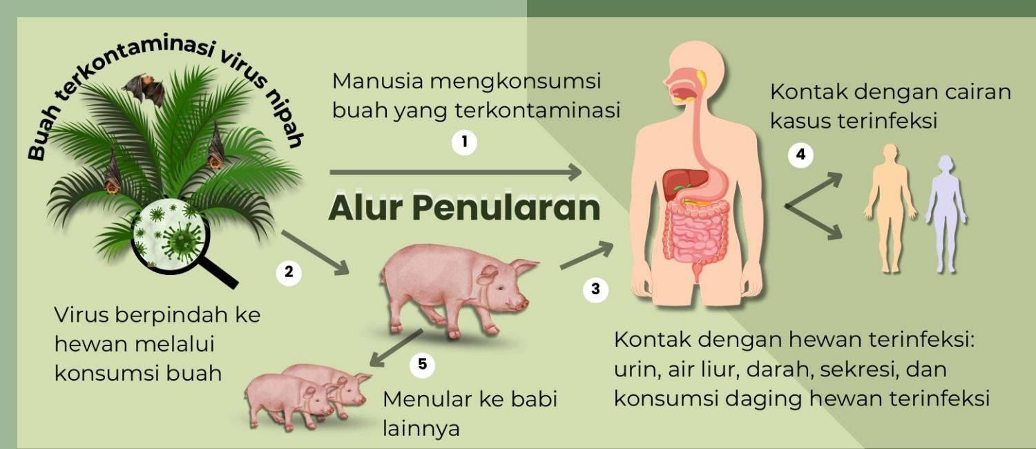 Karakteristik Virus Nipah