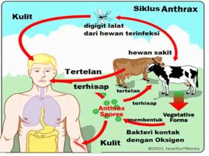 Kontak dengan Hewan Ternak yang Terinfeksi