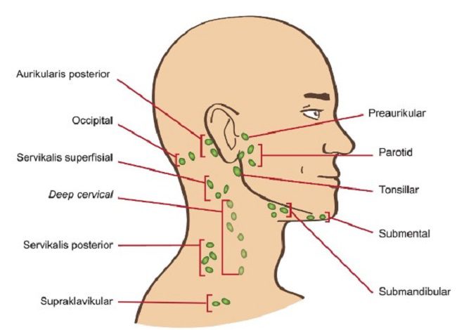 Mengenal Getah Bening dan Fungsinya
