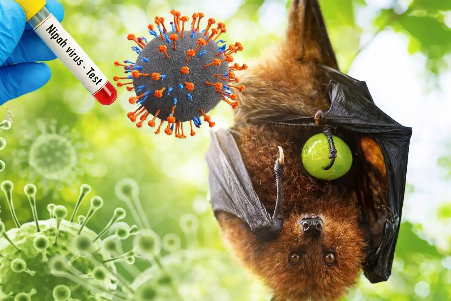 Sejarah Penemuan Virus Nipah