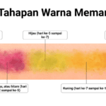 Warna Memar yang Sering Diabaikan dan Bisa Menandakan Sesuatu Serius