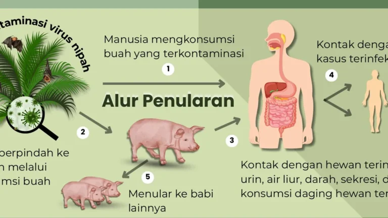 5 Penyebab Tertular Virus Nipah