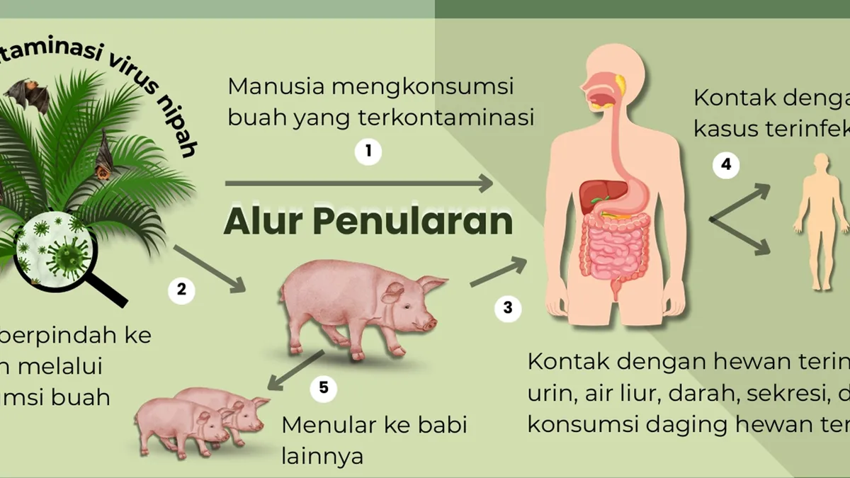 5 Penyebab Tertular Virus Nipah